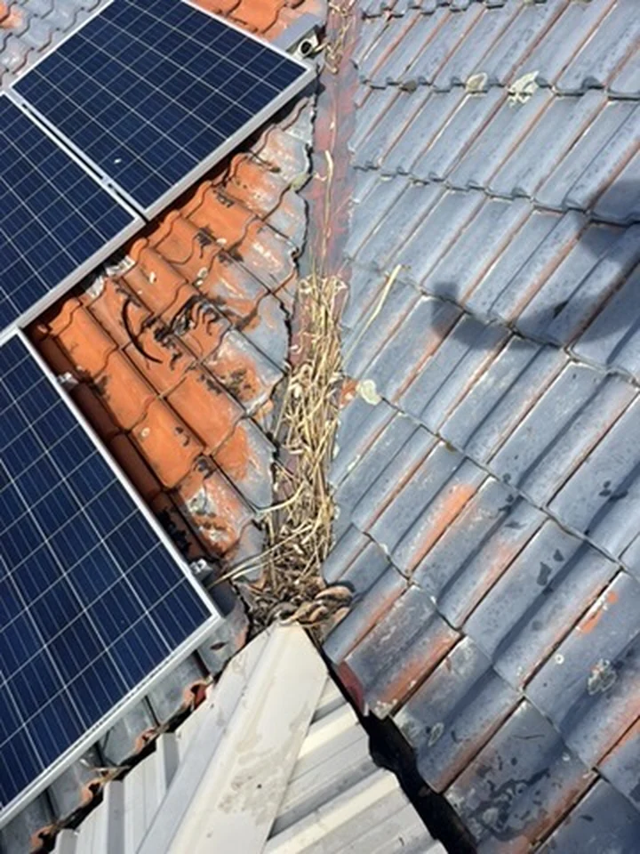 Roof valley choked with dried grass and debris before clearing